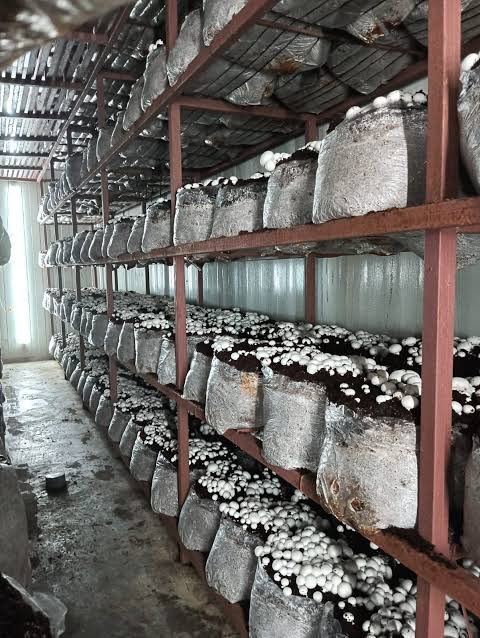 Cultivation Setup