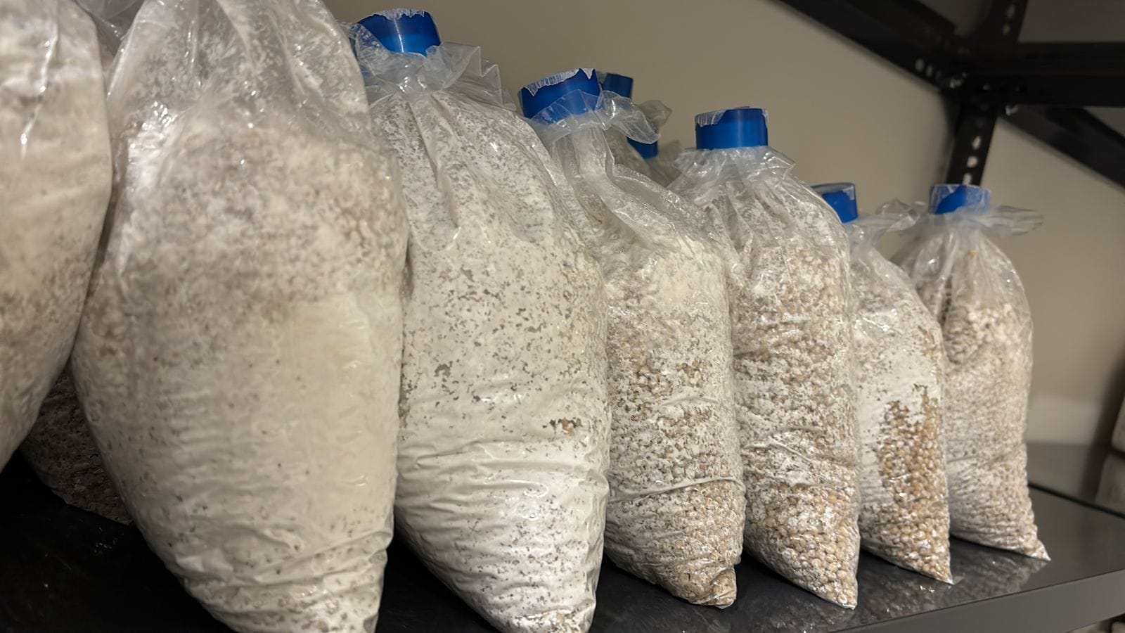 Mushroom Substrate Bag Cultivation