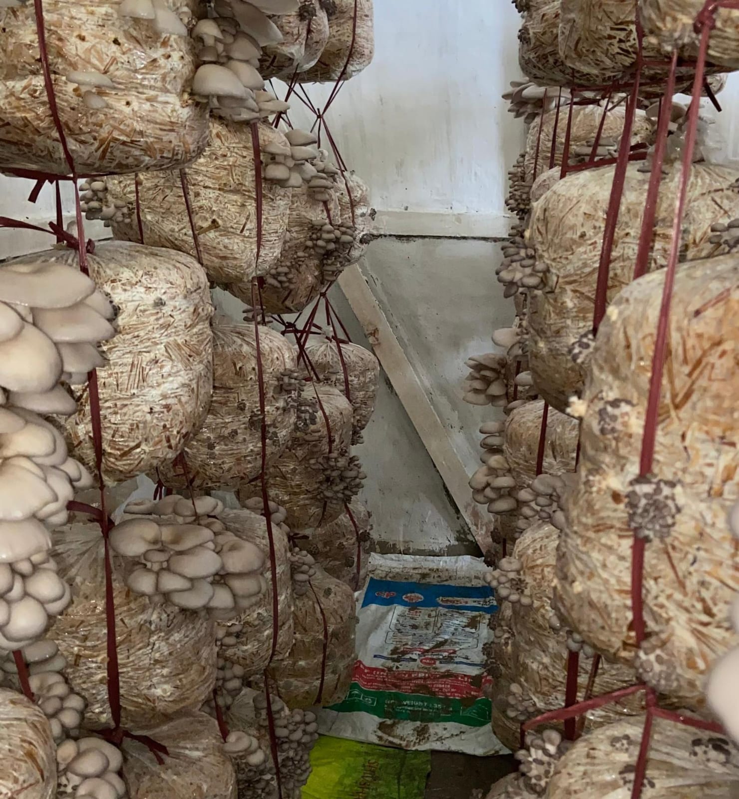 NATIVA Cultivated Mushrooms