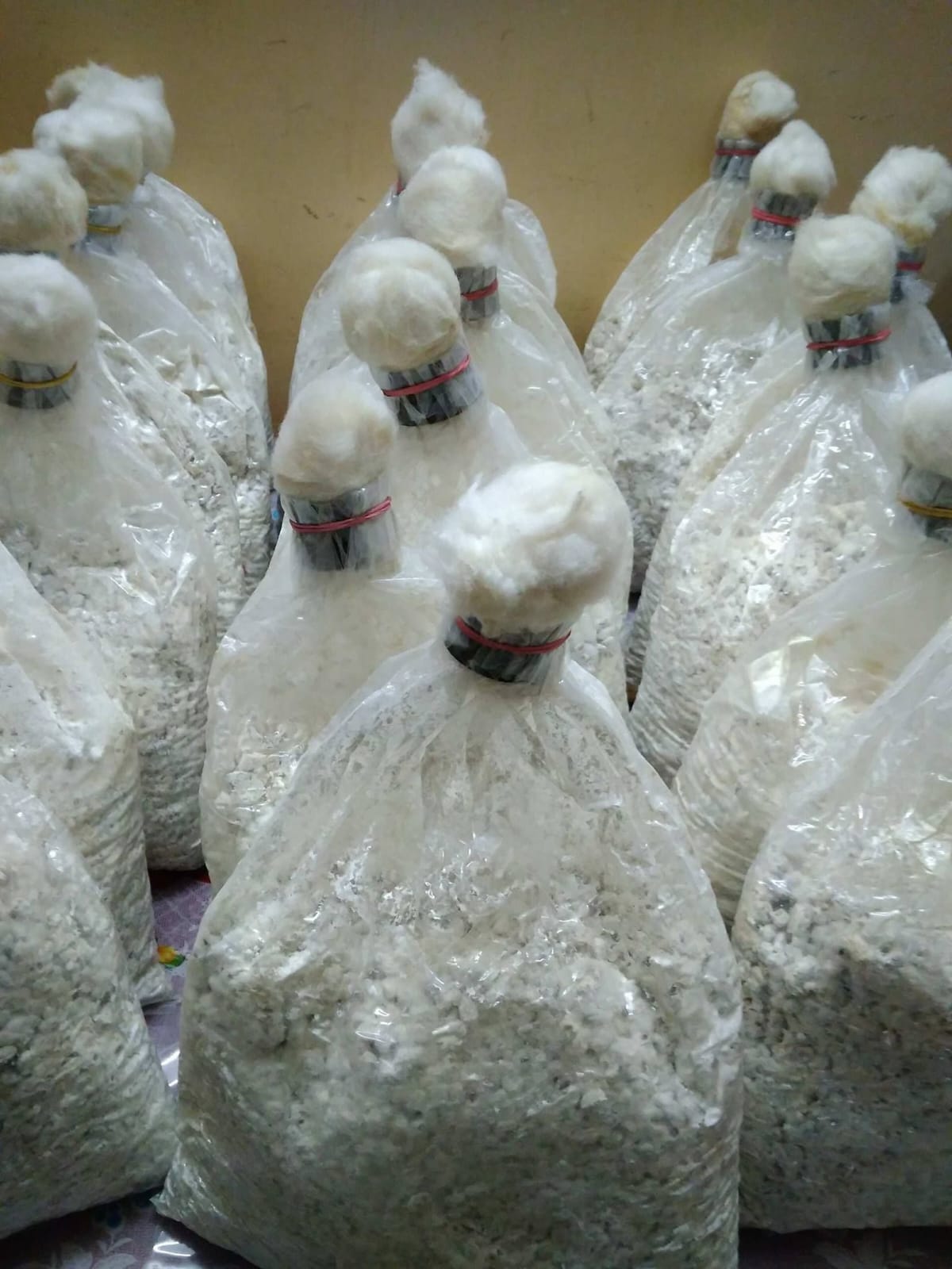 NATIVA Premium Oyster Mushroom Cultivation