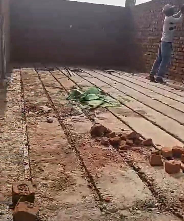 High Purity Mushroom Spawn